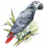 Схема вышивки «Серый попугай»
