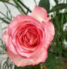 Схема вышивки «Подушка Розовая роза»