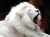 Схема вышивки «Білий лев»