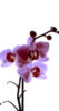 Схема вышивки «Орхидея1»