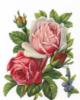 Схема вышивки «Пышные розы»