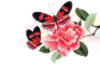 Схема вышивки «Бабочки и цветок»
