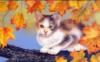 Осенний кот: оригинал