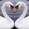 Схема вышивки «Любовь двух лебедей»