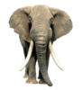 Схема вышивки «Сафари (слон)»