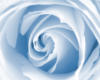 Схема вышивки «Подушка "голубая роза"»