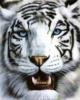 Схема вышивки «Тигр белый»