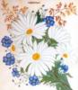 Схема вышивки «Букет полевых цветов»