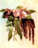 Схема вышивки « Розы и серёжки»