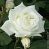 Схема вышивки «Подушка " белая роза"»