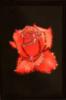 Схема вышивки «Красная роза сваровски»