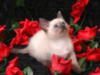 Схема вышивки «Котёнок в розах»