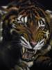 Схема вышивки «Оскал тигра»