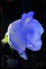 Схема вышивки «Голубая роза мечты»