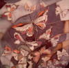Схема вышивки «Осенние бабочки»