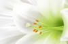 Схема вышивки «Белый цветок»