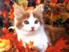 Кошки и осень: оригинал