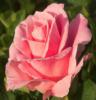 Подушка-цветок(роза): оригинал