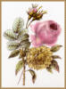 Схема вышивки «Роза и хризантема»