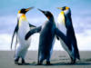 Схема вышивки «3 пингвина»