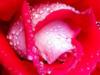 Схема вышивки «Роза в росе»