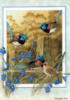 Схема вышивки «Птицы от Shirley Barber»