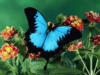 Схема вышивки «Голубая бабочка»