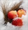 Схема вышивки «Яблоки на снегу»