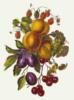 Схема вышивки «Ягоды и фрукты»