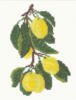 Схема вышивки «Ветка лимона»