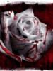 Схема вышивки «Роза кровь»