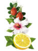 Схема вышивки «Гибискус, шиповник и лимон»