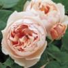 Схема вышивки «Подушка садовые розы»