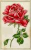 Схема вышивки «Одинокая алая роза»