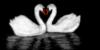 Схема вышивки «Влюбленные лебеди»