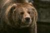 Схема вышивки «Большой медведь»