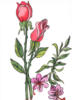 Схема вышивки «Розы, цветы»