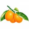 Схема вышивки «Апельсины на ветке»