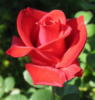 Схема вышивки «Люблю розы 7»