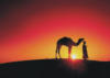 Схема вышивки «Верблюд на закате»