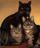 Схема вышивки «Три кошки»
