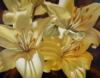Схема вышивки «Желтые лилии»