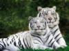 Схема вышивки «Два белых тигра мини»