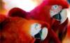 Схема вышивки «Красные попугаи»