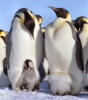 Схема вышивки «Императорский пингвин»