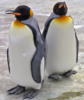 Схема вышивки «Королевский пингвин»