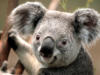 Схема вышивки «Koala»
