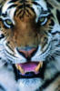 Схема вышивки «Тигр »