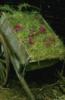 Схема вышивки «Телега с травой»
