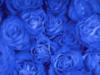 Схема вышивки «Море синих роз»